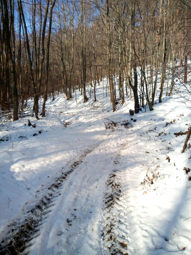 Sprístupnenie porastu 84 b, v Bystrej doline