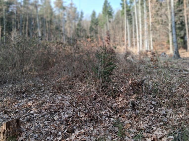 Odstraňovanie malinčia v poraste 12 