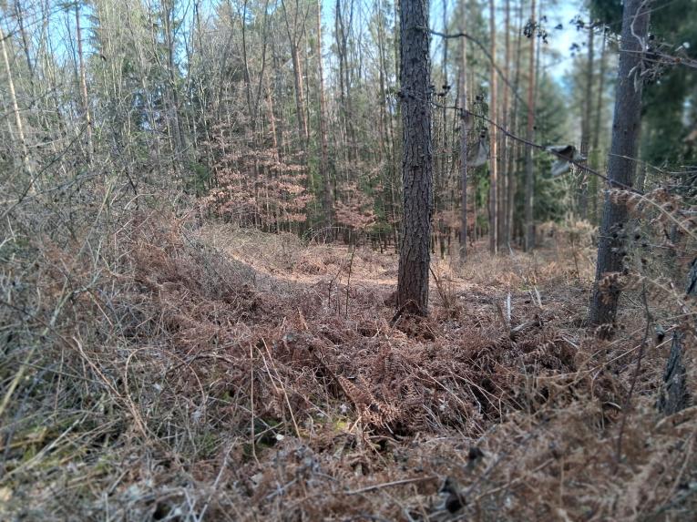 Odstraňovanie malinčia v poraste 12- vedľa kaplnky 