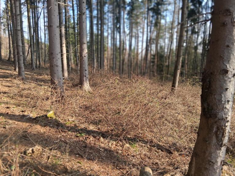 Odstraňovanie malinčia v poraste 12- vedľa kaplnky, foto 3